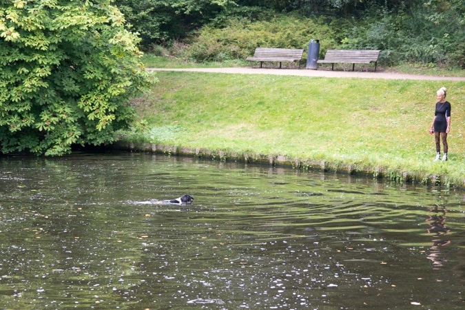 dog fetching the ball in the pond