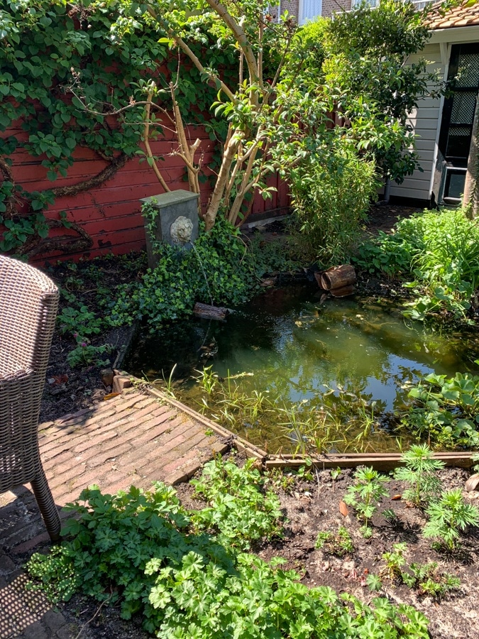 pond in our garden