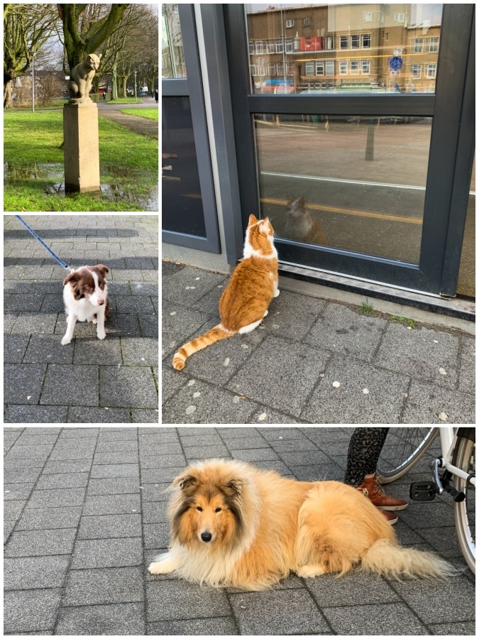 Animals in The Hague