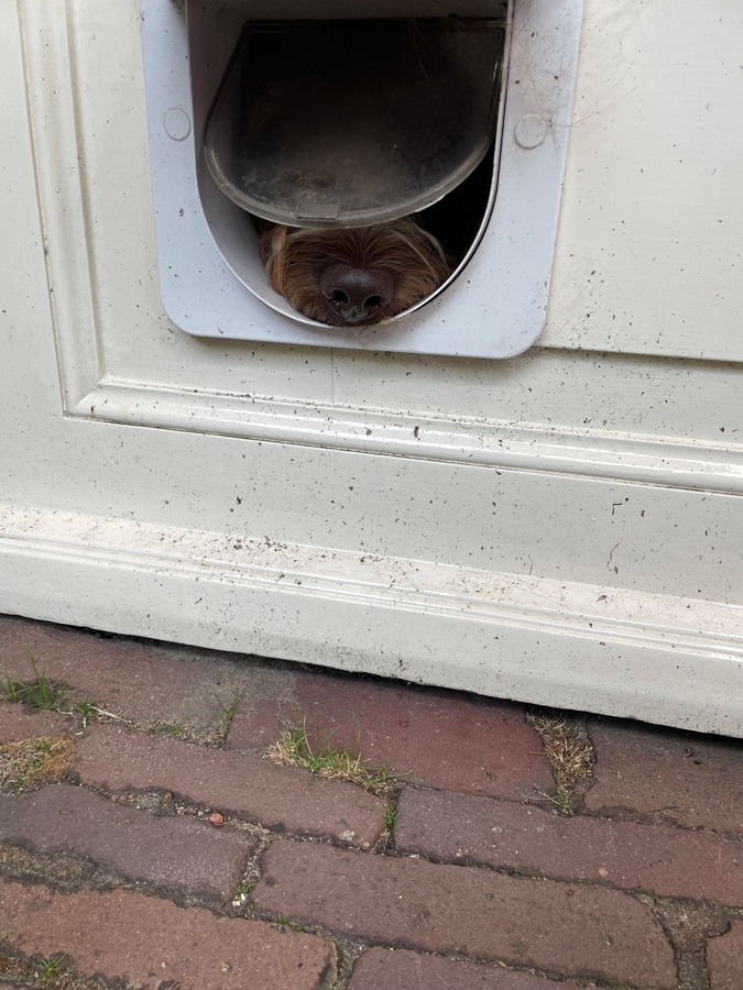 Watson with his nose through the cat flap