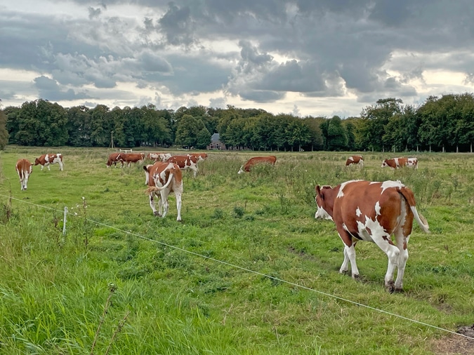 cows at Het Wapen van Kennemerland