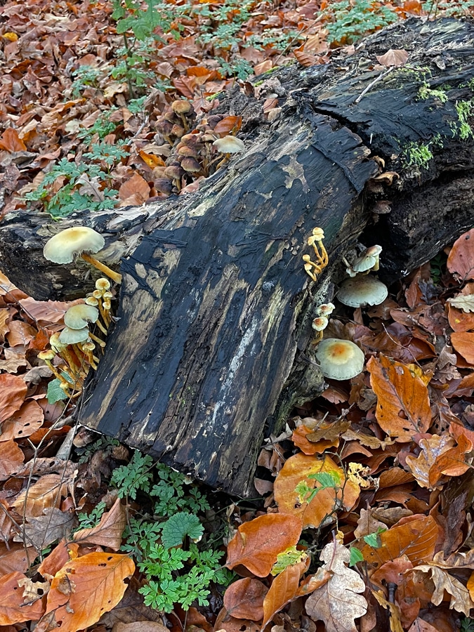 Mushrooms in the park in autumn