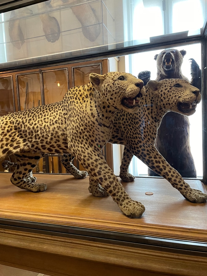 Panthers and bear at Musée de la Chasse et de la Nature