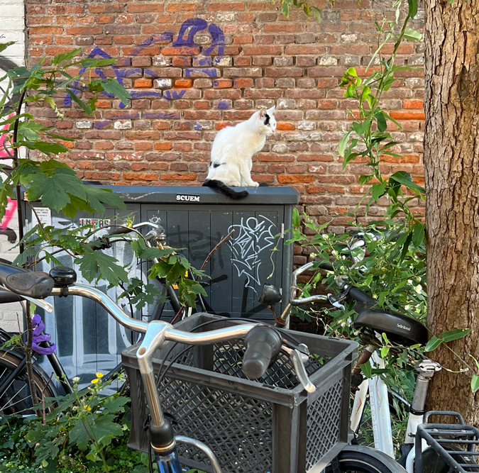 cat and bikes
