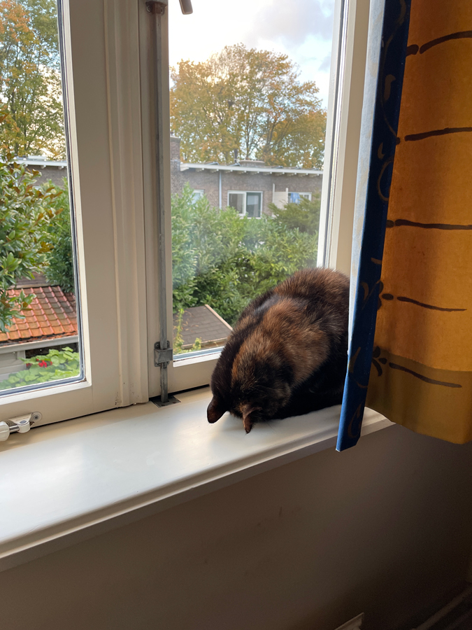 cat with face on the windowsill