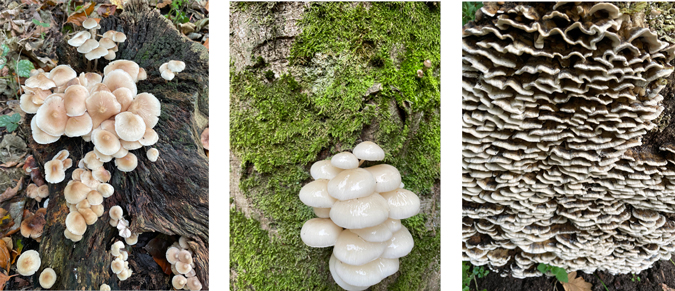 Collage mushrooms autumn