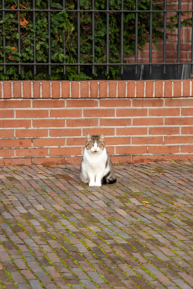 cat at Kleverpark