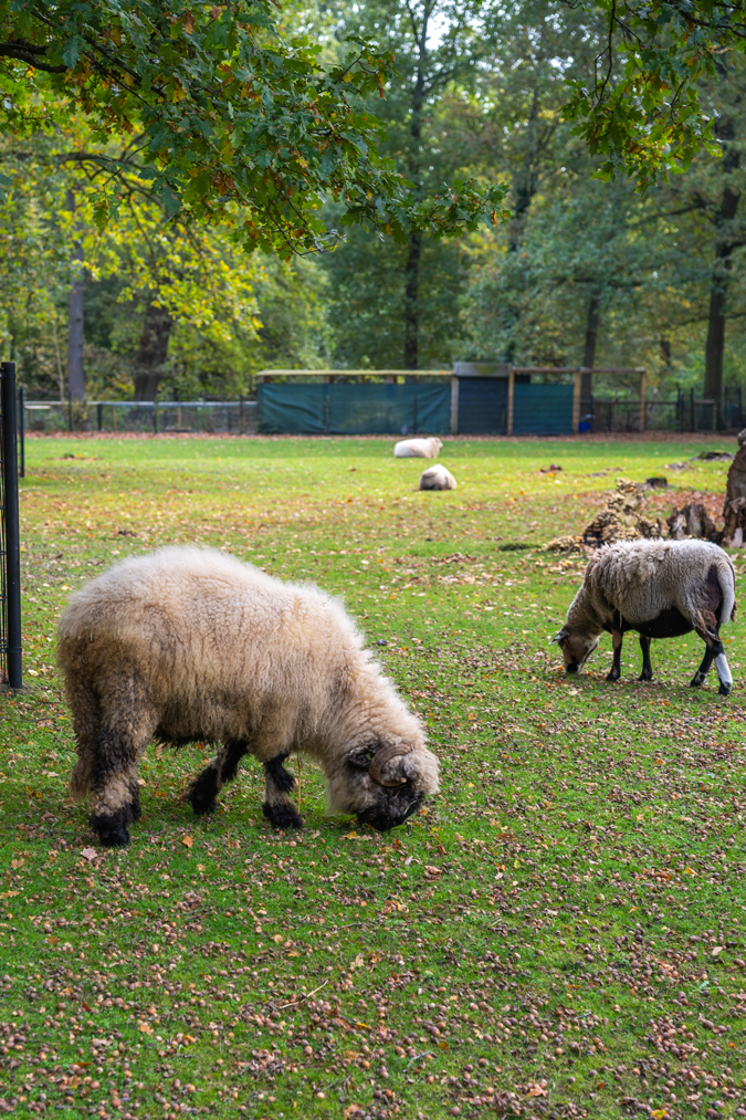 sheep in the park