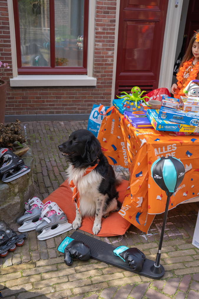 Doggie on King's Day 2023