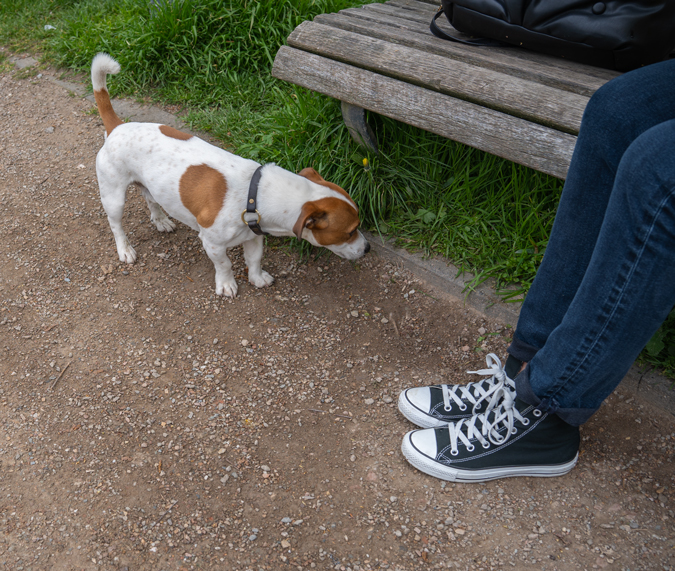 Doggie and Converse trainers