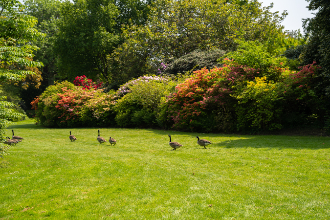 Geese in the park