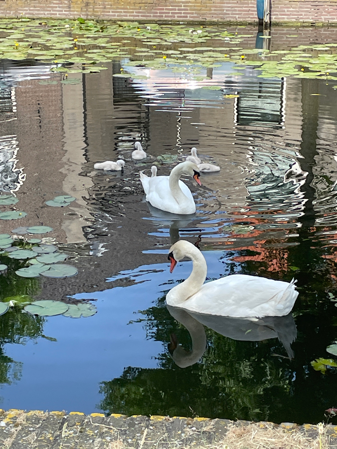 Swans with little ones