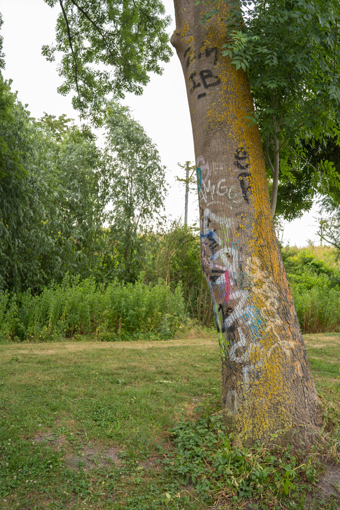 Graffiti on tree