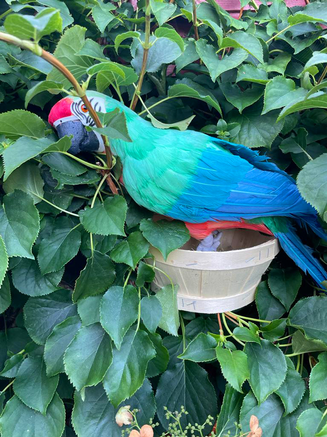 Parrot 'nesting' in the hedge