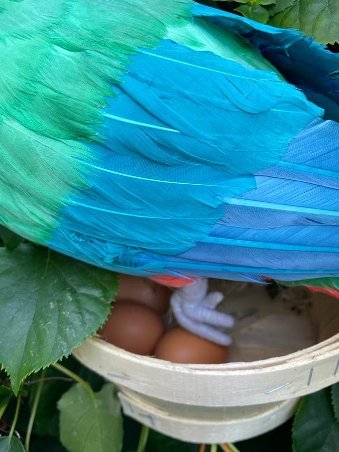 Parrot with eggs