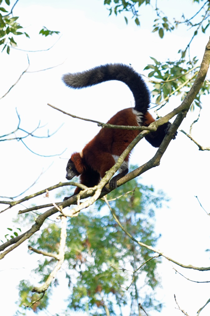 Jumping lemur