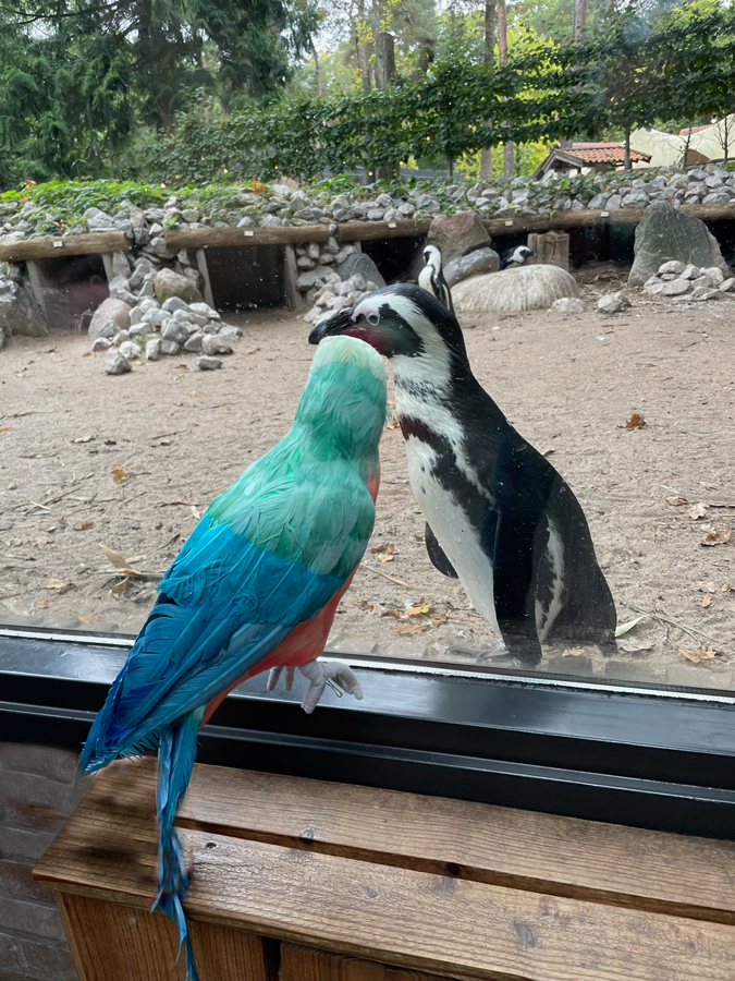 Parrot in the zoo meets penguin