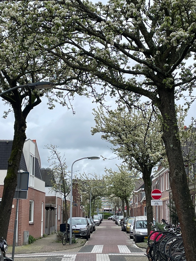 Blossom trees in a small street