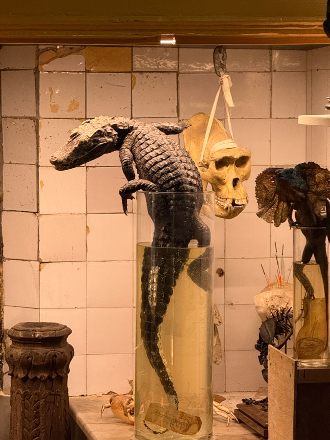 Baroque taxidermy art at Art Zoo Museum Amsterdam