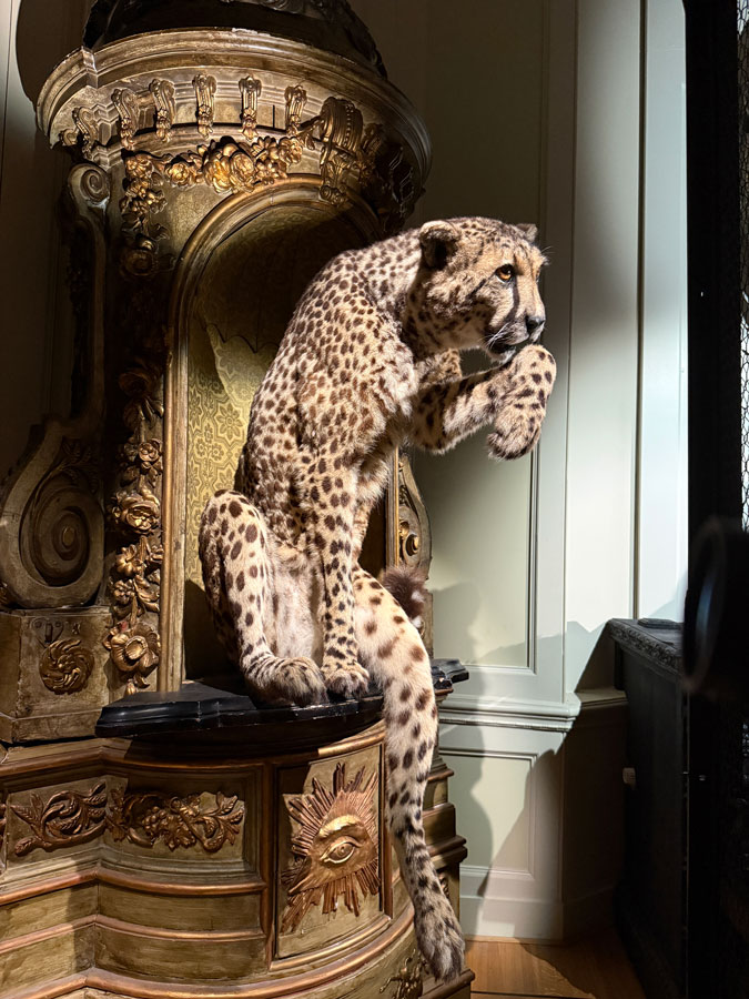 Baroque taxidermy art at Art Zoo Museum Amsterdam