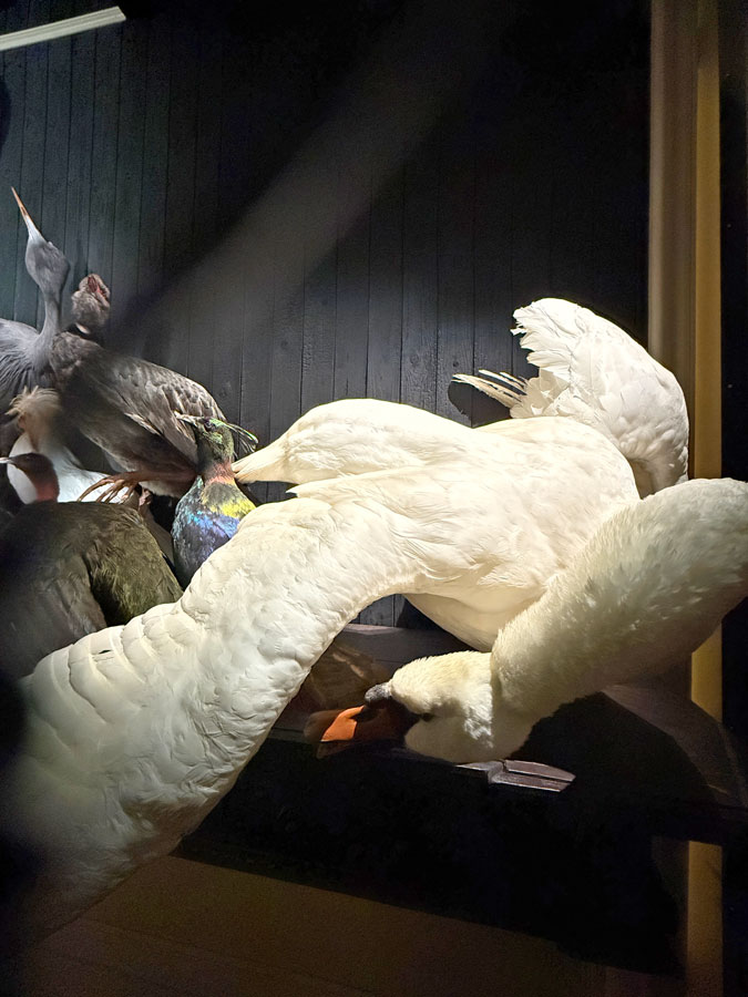 Baroque taxidermy art at Art Zoo Museum Amsterdam