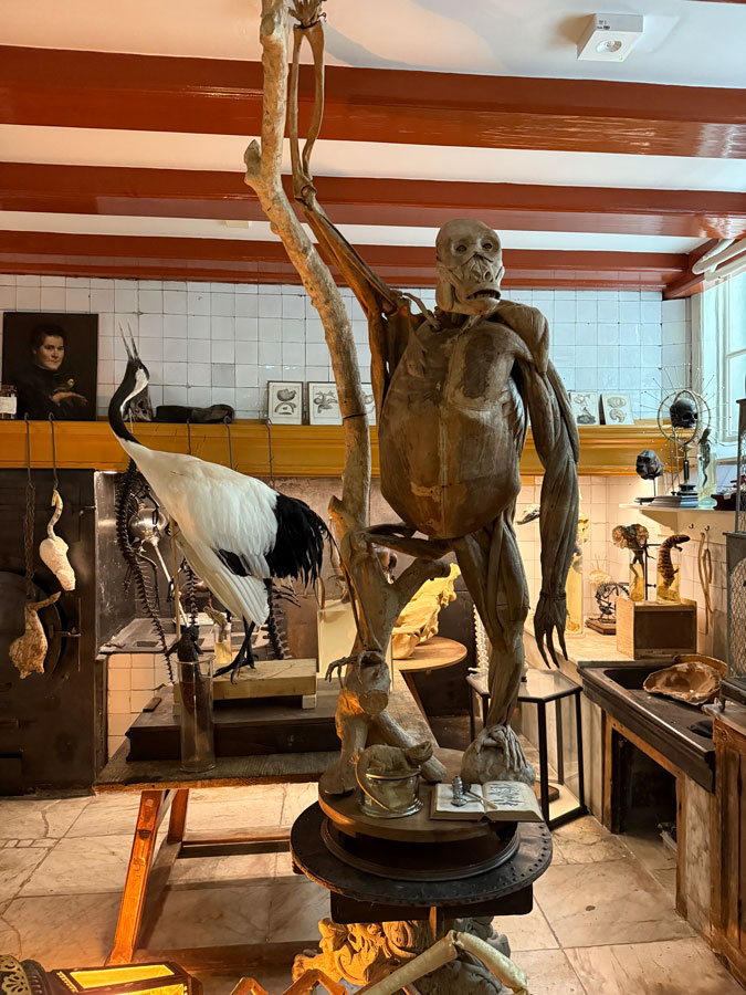 Baroque taxidermy art at Art Zoo Museum Amsterdam