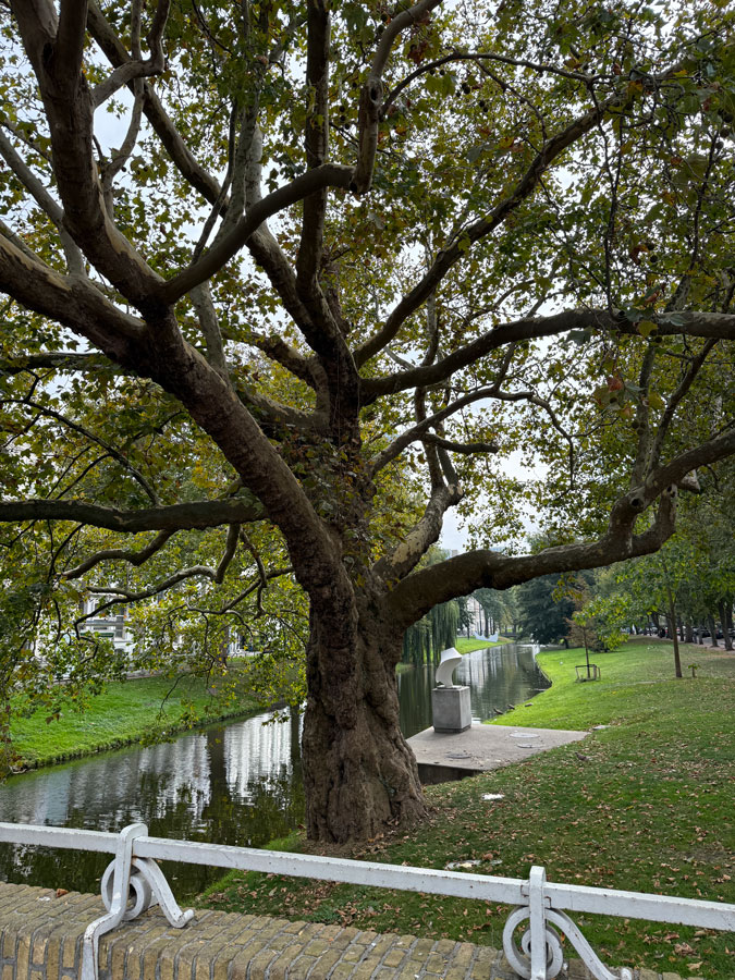 Big tree in Rotterdam