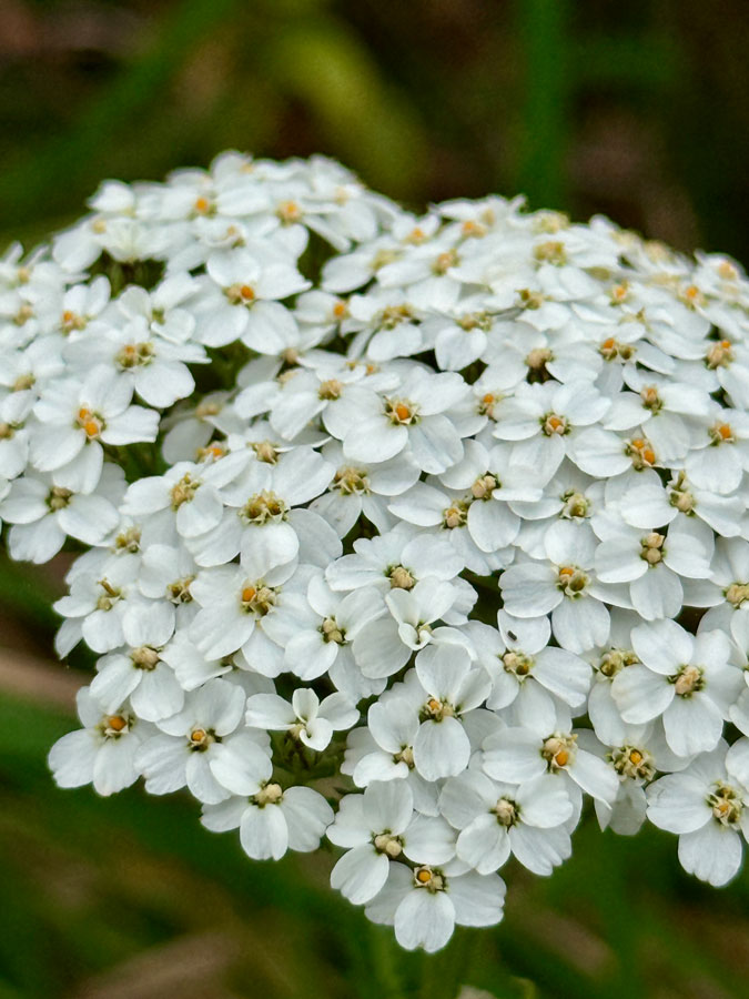 yarrow