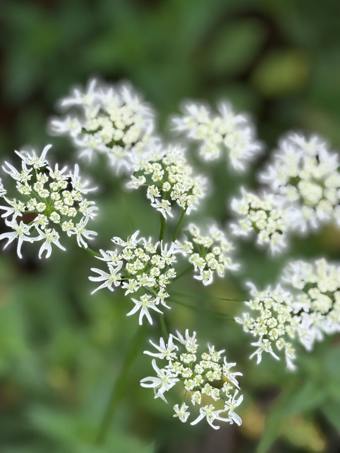 Hogweed