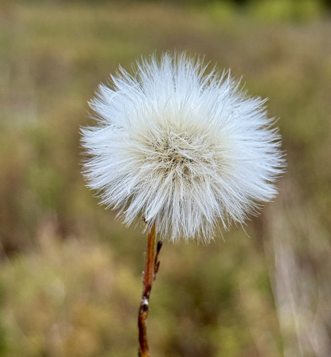 common sow thistle or a sticky groundsel