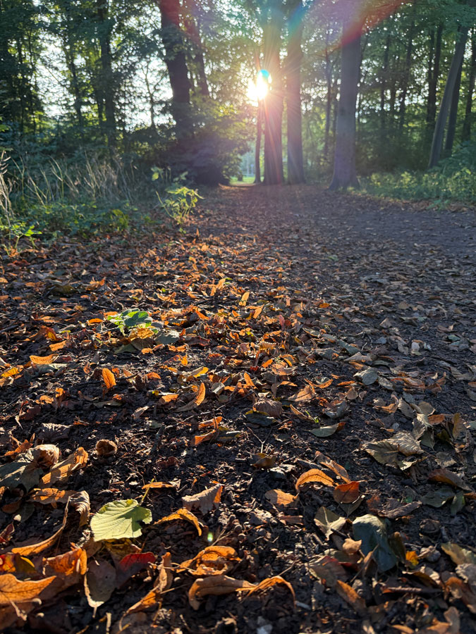 Photo assignment Series: Autumn path