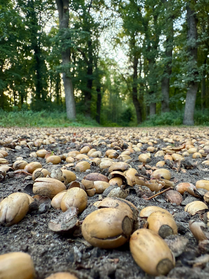 Photo assignment Series: acorns