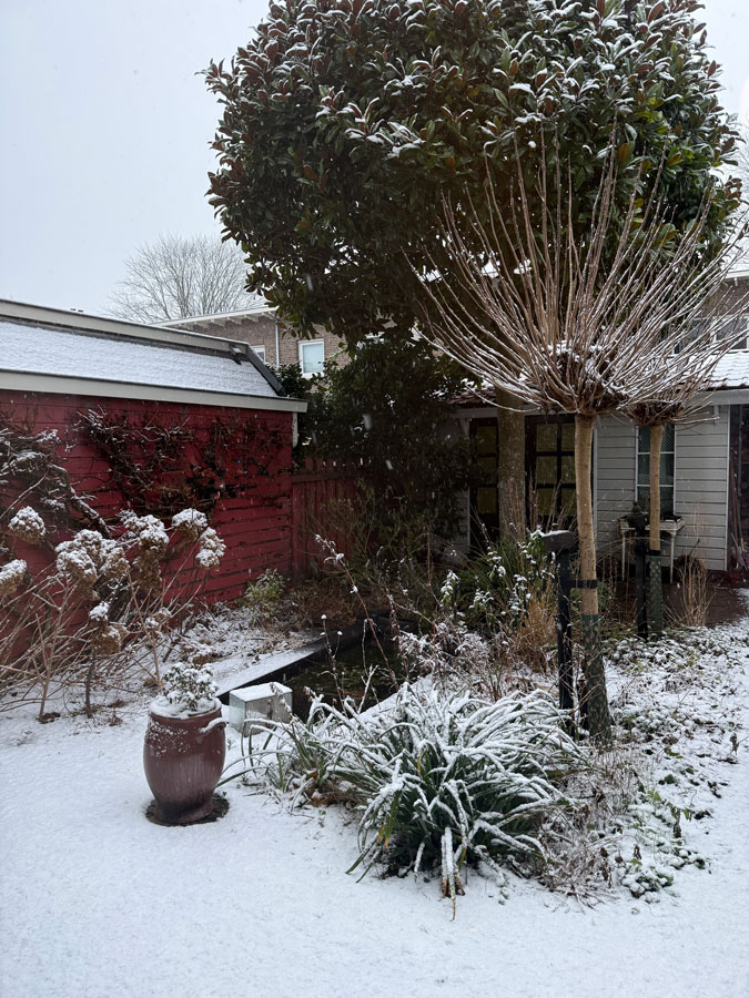 Our garden in the snow