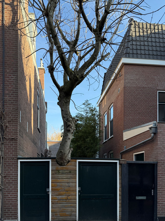 Tree growing through fence