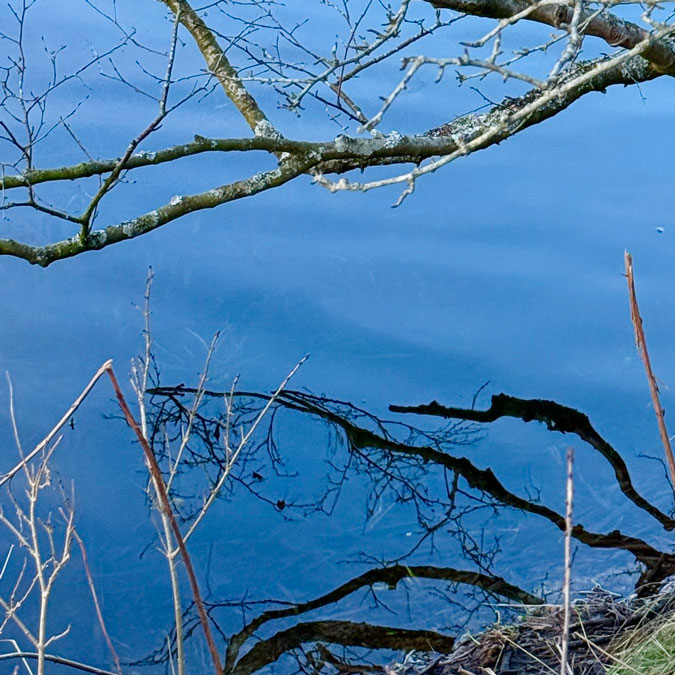 Reflection of trees in the lake