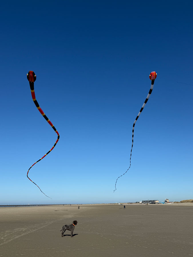 Watson and the kites