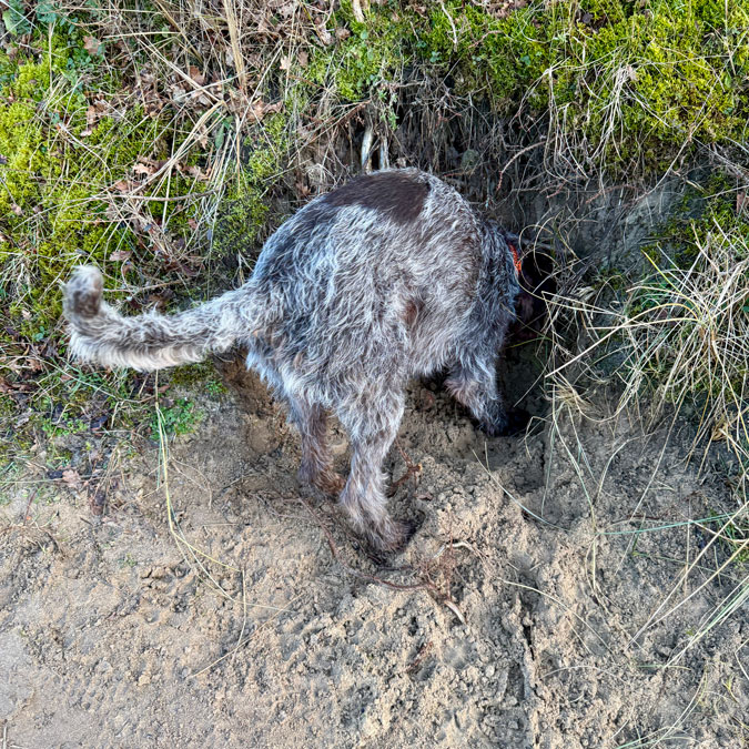 Watson searching for mice