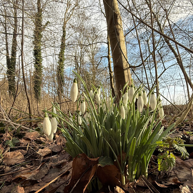 Snowdrops