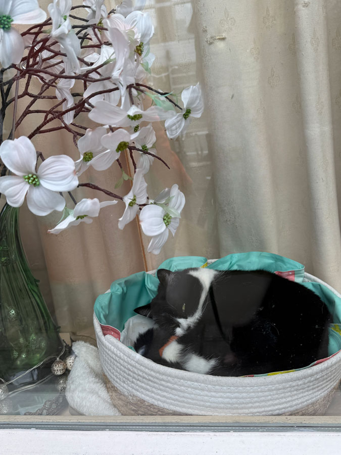 Cat on the windowsill