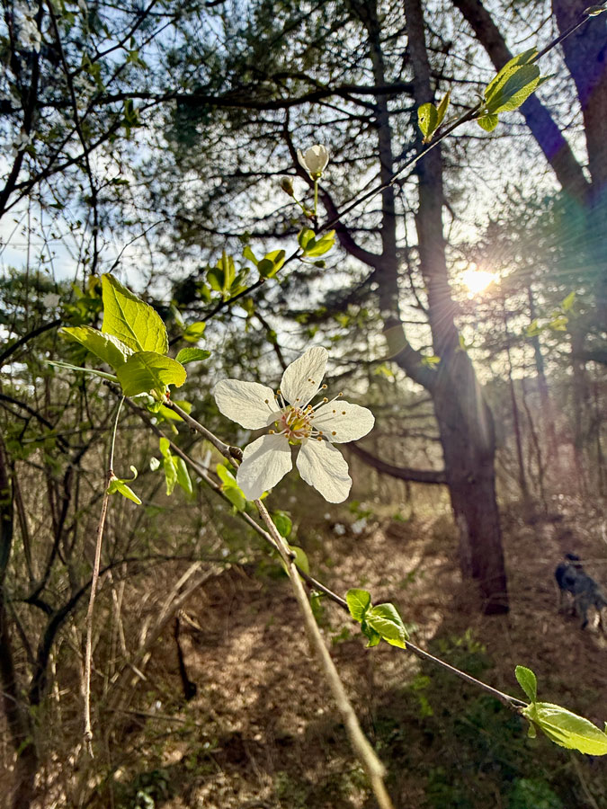 Spring flower in the park