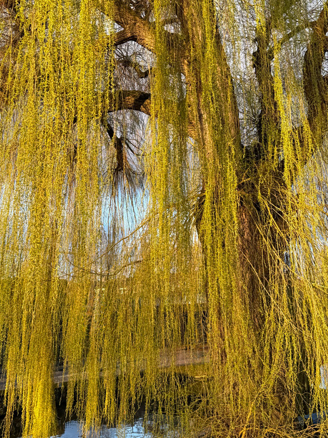 Willow with sunshine