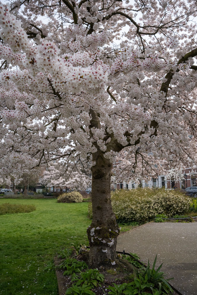 Blossom in the park