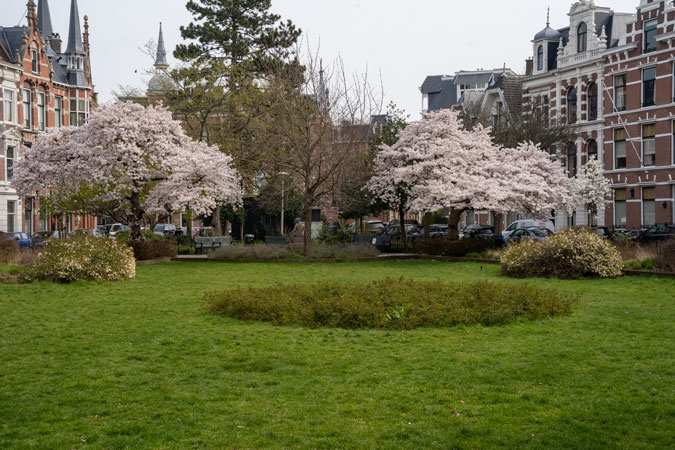 Blossom in the park