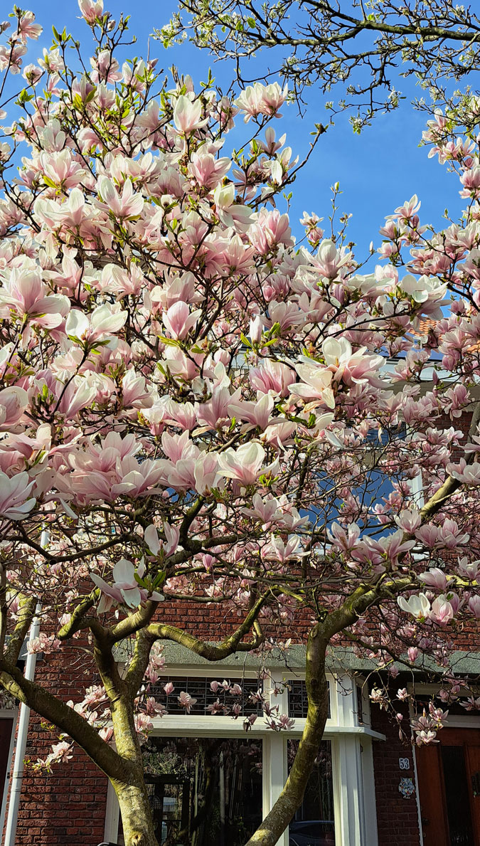 Magnolia tree