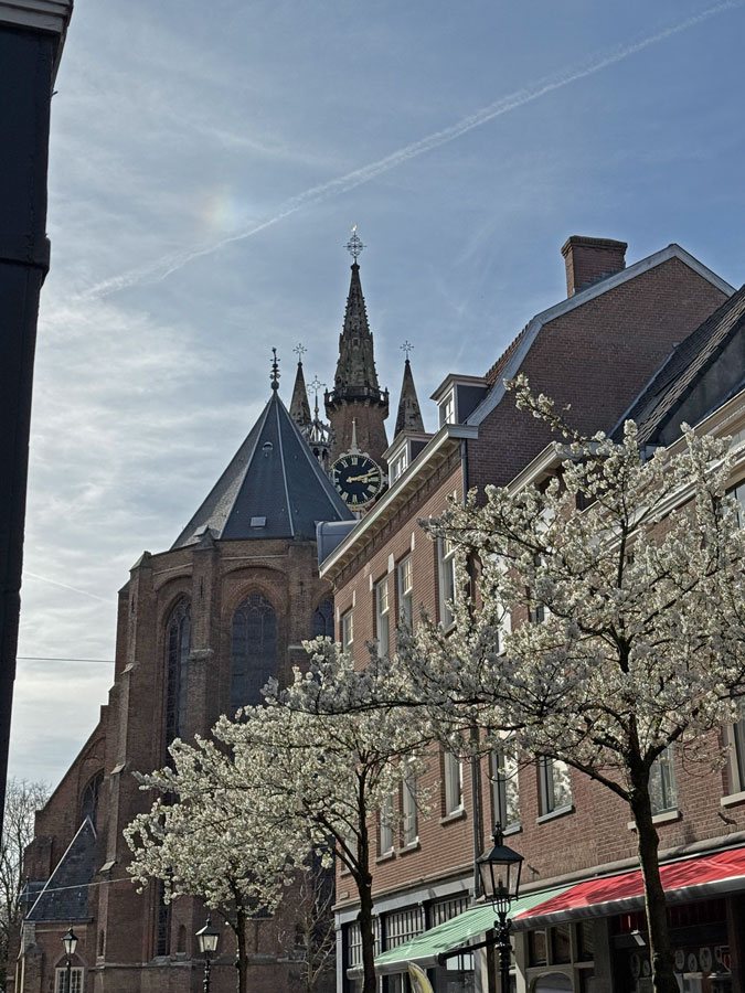 Church and blossom in Delft