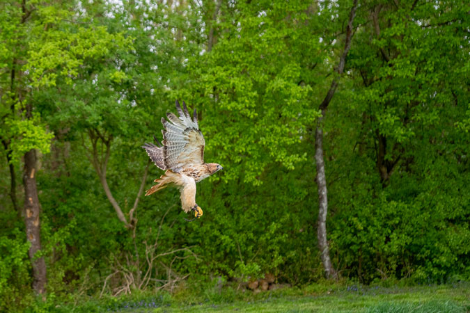 Falcon in flight