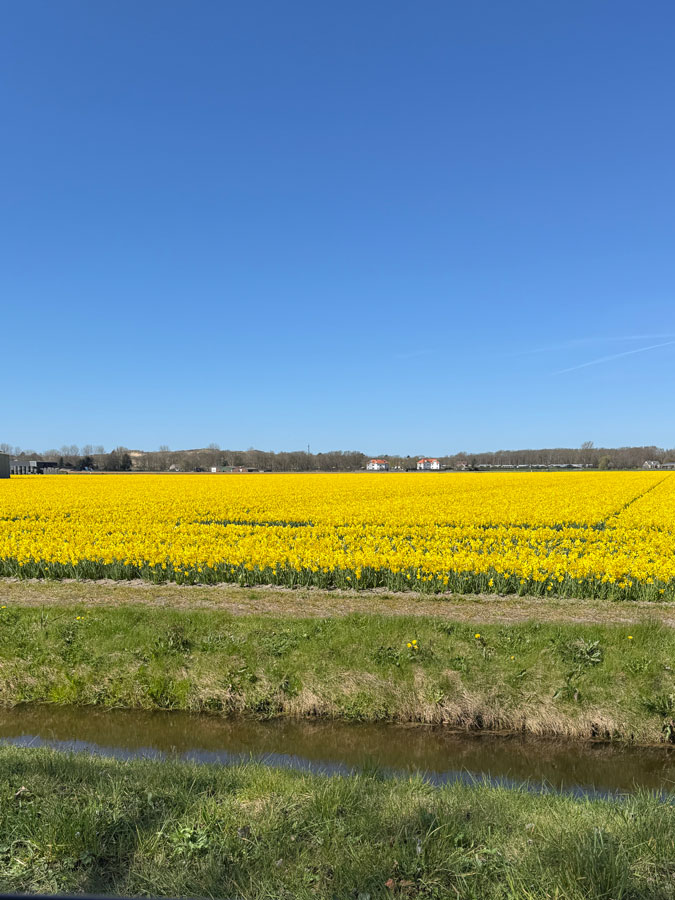 Flower field in April