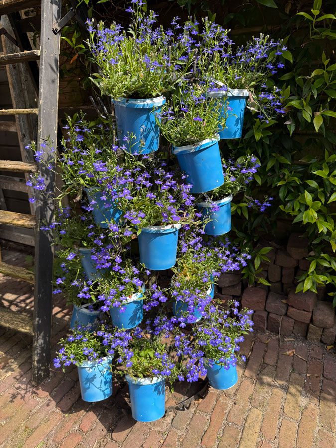 Bottle rack with lobelias