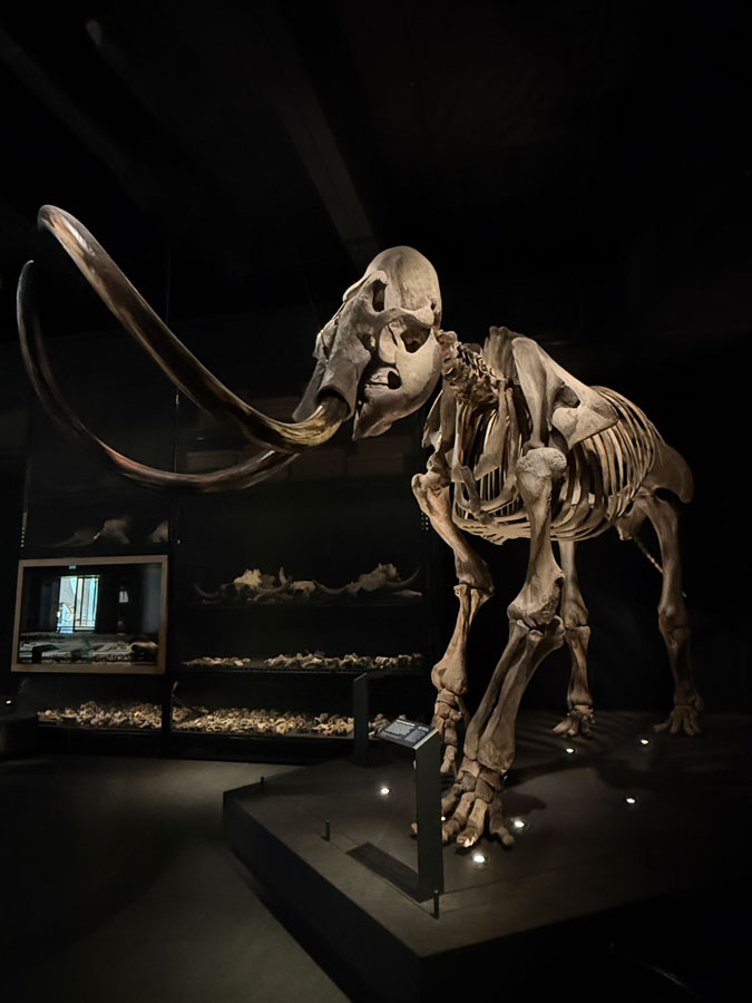 Bull mammoth skeleton
