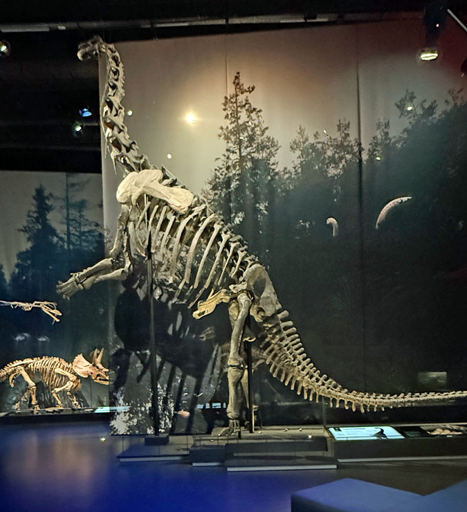 Camarasaurus skeleton